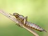 Exuvie einer Libelle