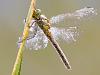 GroÃŸe Heidelibelle (Sympetrum striolatum)