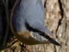 Kleiber (Sitta europaea)
