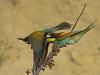 Bienenfresser (Merops apiaster)