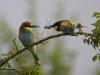 Bienenfresser (Merops apiaster)