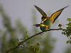 Bienenfresser (Merops apiaster)