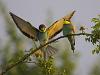 Bienenfresser (Merops apiaster)