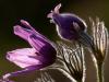 Innsbrucker Küchenschelle (Pulsatilla oenipontana)
