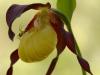 Gelber Frauenschuh (Cypripedium calceolus)