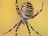 Wespenspinne (Argiope bruennichi)