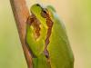 Europäischer Laubfrosch (Hyla arborea)