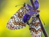 Wachtelweizen-Scheckenfalter (Melitaea athalia)