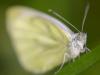 Grünader-Weißling (Pieris napi)