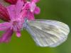 Grünader-Weißling (Pieris napi)