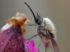 Wollschweber (Bombyliidae)
