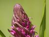 Fleischfarbenes Knabenkraut (Dactylorhiza incarnata)
