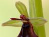 Fliegenragwurz (Ophrys insectifera)