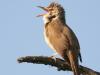 Drosselrohrsänger (Acrocephalus arundinaceus)