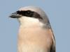 Neuntöter (Lanius collurio)