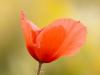Mohn