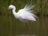 Silberreiher (Casmerodius albus)