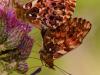 Natterwurz-Perlmuttfalter (Boloria titania)