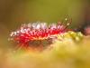 Rundblättriger Sonnentau  (Drosera rotundifolia)