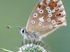 Silbergrüner Bläuling (Polyommatus coridon)