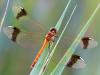 Gebänderte Heidelibelle (Sympetrum pedemontanum)