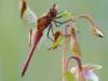 Gebänderte Heidelibelle (Sympetrum pedemontanum)