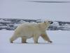 Eisbär (Ursus maritimus)