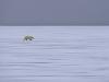 Eisbär (Ursus maritimus)