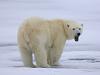 Eisbär (Ursus maritimus)