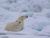 Eisbär (Ursus maritimus)