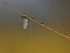 Eintagsfliege (Ephemeroptera)
