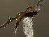 Eintagsfliege (Ephemeroptera)