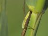 Gemeine Streckerspinne (Tetragnatha extensa)