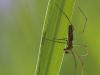 Gemeine Streckerspinne (Tetragnatha extensa)