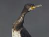 Kormoran (Phalacrocorax carbo)