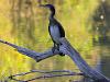 Kormoran (Phalacrocorax carbo)