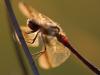 Gebänderte Heidelibelle (Sympetrum pedemontanum)
