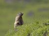 Alpenmurmeltier (Marmota marmota)