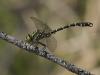 Kleine Zangenlibelle (Onychogomphus forcipatus)