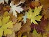 Ahorn im Herbst