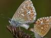 Himmelblauer Bläuling (Polyommatus bellargus)