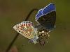 Himmelblauer Bläuling (Polyommatus bellargus)