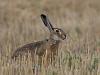 Feldhase (Lepus europaeus)
