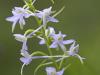 Zweiblättrige Waldhyazinthe (Platanthera bifolia)