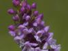 Mücken-Händelwurz (Gymnadenia conopsea)
