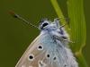 Gemeiner Bläuling (Polyommatus icarus)