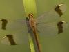 Gebänderte Heidlibelle (Sympetrum pedemontanum)