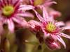 Alpen-Hauswurz (Sempervivum alpinum)