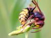 Hornisse (Vespa crabro)