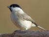 Sumpfmeise (Poecile palustris)